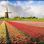 In * Alkmaar